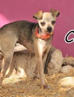 Schenkst du Senior Cas Glück?❤️ - Essingen (Rheinland-Pfalz)