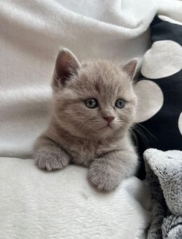 Süßes BKH Kitten Mädchen - Thum