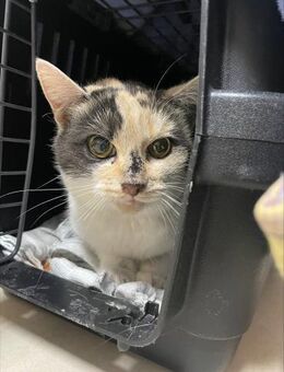 hübsche schüchterne Trixi im Rheingau - Geisenheim