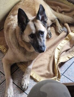 Safira - die Liebe und Treue in Person - Overath