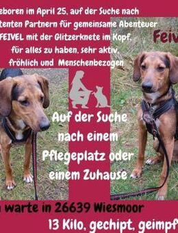 Feivel sucht ein liebevolles Zuhause 🩵 - Freilassing