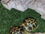 Schildkrötenbabies-Nachzucht 2023 mit CITES-Bescheinigung - Moorenweis