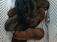 Süße Oldenglish Bulldog x Rottweiler-Ridgeback Mischlinge abzugeben - Steinburg