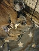 Englisch Bulldogge in 45891