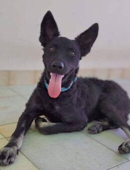 Bobbi sucht ein aktives Zuhause - Linden (Hessen)