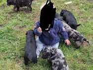 Welpen altdeutscher Hütehund - Gunzenhausen