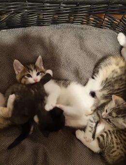 Verkaufen 6 babykatzen - Sankt Egidien