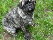 Retro Mops rüde - Sieverstedt