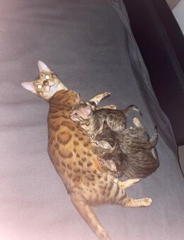 Reinrassige Bengal Kitten suchen ein liebevolles Zuhause - Ludwigshafen (Rhein)