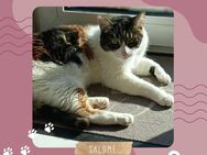 Katze Salome sucht dringend ein neues Zuhause - Pinneberg