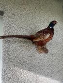 Alte Ausgestopfter Fasan in 50827