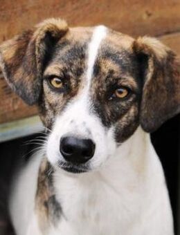 Hania, unsere zarte, liebe Seele! - Karben