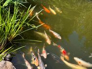 16 Koi Fische,Teichauflösung,Koifische - Koi's 40-60cm, Koiteich - Grünendeich