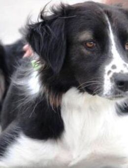 Bertuli hat sofort unser Herz erobert! - Karben