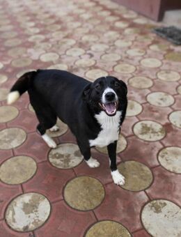 Hänsel - menschenbezogener Rüde - Löwenberger Land