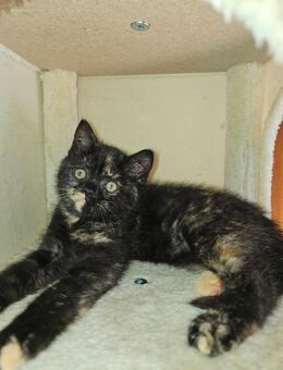 BKH katze(weiblich) - Gelsenkirchen Schalke-Nord