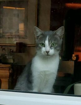 Olli, Traumkater möchte gerne ein Zuhause # Tierschutz - Hilpoltstein