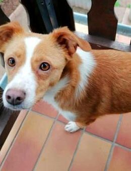 CALISSY möchte noch so viel lernen.... - Koblenz