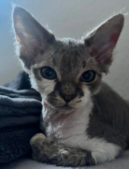 Wundervoller Devon Rex Schmusekater mit Stammbaum sucht liebevolles Zuhause 🐾 - Essen