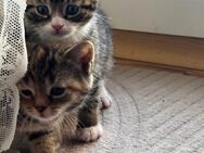 EKH/BKH Mix Kitten❤️ - Rödinghausen
