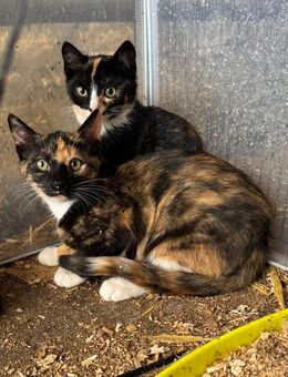 BABY KATZEN - Simmerath