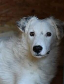 Sportlicher Gismo sucht aktives Zuhause - München