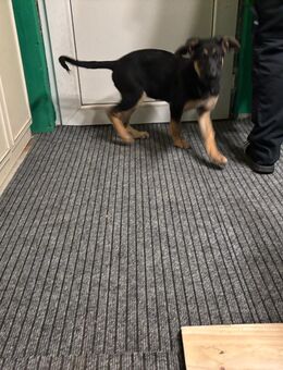 Süße Schäferhund-Mix-Welpe Hündin - Hötensleben