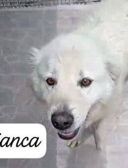 Bianca 💛 Hundemädchen sucht Happy-Home - Bad Karlshafen
