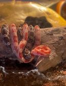 Kornnatter-Nachwuchs vom 31.07.2025 für 80€ oder 160€ in 83395