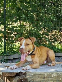 Cody, liebevoller Staff - Quedlinburg