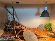 3 Leopard-Geckos mit voll ausgestattetem Terrarium - Waldburg