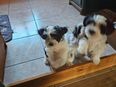 Reinrassige Biewer Yorkshire Terrier Welpen in 97633