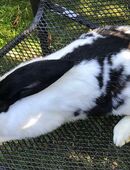 Rammler deutscher Riese Scheck schwarz/weiß in 91580