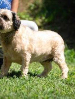 Baxter - Marsberg
