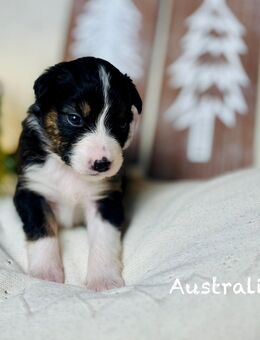 Australian Shepherd Welpen mit ASCA Papieren - Donauwörth