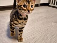 Bengal kitten - Geldern Zentrum