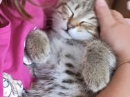Kitten zu verkaufen - Stettfeld
