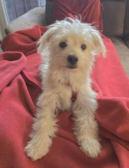 Marshmallow träumt von einer Familie.... - Laatzen