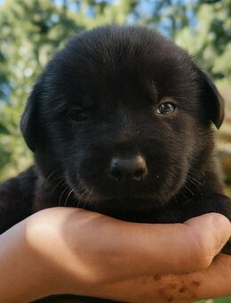 Labrador Welpen in goldigem gelb und schwarz - Möckern Dörnitz
