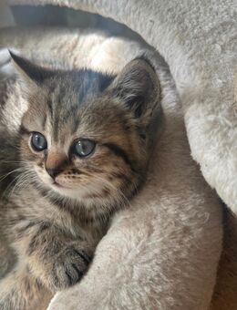 Bkh katze❤️ - Rheine Zentrum