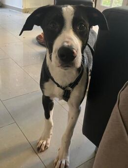 Rocky 💗 wartet in 50674 Köln - Hamburg