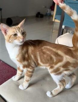 Lasso - fängt dich schnell ein - Kirchheim (München)