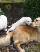 Golden Retriever in 64405