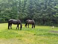 2 hübsche Stuten mit spanischen Wurzeln in 53804