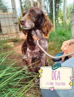 DEA 🧡🧡🧡 ruhiges Plätzchen gesucht - Herxheim (Landau)