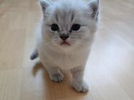 Wunderschöne Babykatze BKH - Aachen