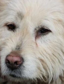 Sandy - hübsche Wuschelhündin - Lohra