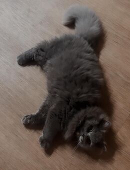 Luna sucht ein neues zuhause - Mainz