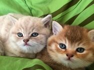 BkH Kitten Bremen - Bremen