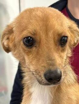 CINDY musste sich alleine durchschlagen - Hof